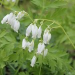 Coeur-de-Marie - Dicentra formosa 'Alba'