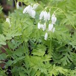 Coeur-de-Marie - Dicentra formosa 'Alba'