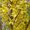 Forsythia