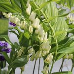 Polygonatum multiflorum - Sceau de salomon