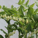 Polygonatum multiflorum - Sceau de salomon