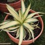 Yucca gloriosa 'Rainbow' - Yucca glorieux