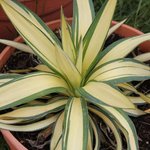 Yucca gloriosa 'Rainbow' - Yucca glorieux