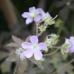 Géranium maculatum 'Espresso'