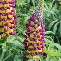 Lupin 'Westcountry Manhattan Lights' - Lupinus