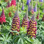 Lupin 'Westcountry Manhattan Lights' - Lupinus