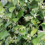 Jasmin étoilé - Trachelospermum jasminoides