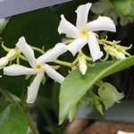 Jasmin étoilé - Trachelospermum jasminoides