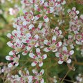 Saxifrage 'Southside Seedling' - Saxifraga