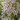 Saxifrage 'Southside Seedling' - Saxifraga