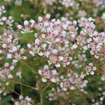 Saxifrage 'Southside Seedling' - Saxifraga