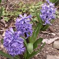 Jacinthe - Hyacinthus