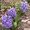 Jacinthe - Hyacinthus