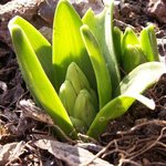 Jacinthe - Hyacinthus