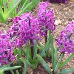 Jacinthe - Hyacinthus