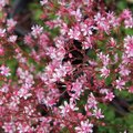 Saxifrage umbrosa 'Clarence Elliott' - Saxifraga