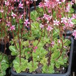 Saxifrage umbrosa 'Clarence Elliott' - Saxifraga