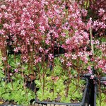 Saxifrage umbrosa 'Clarence Elliott' - Saxifraga