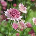 Astrante major 'Roma' - Astrantia