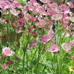 Astrante major 'Roma' - Astrantia