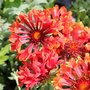 Gaillarde grandiflora 'Tizzy' - Gaillardia