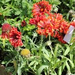 Gaillarde grandiflora 'Tizzy' - Gaillardia