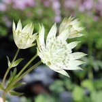 Astrante major 'Princesse Sturdza' - Astrantia