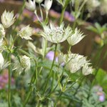 Astrante major 'Princesse Sturdza' - Astrantia