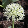 Allium karataviense 'Ivory Queen' - Ail du Turkistan  