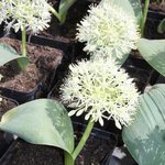 Allium karataviense 'Ivory Queen' - Ail du Turkistan  