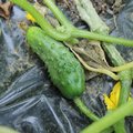 Cornichon - Cucumis sativus