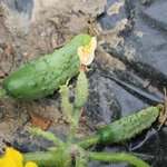 Cornichon - Cucumis sativus