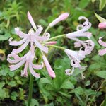 Nerine bowdenii