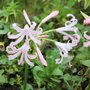 Nerine bowdenii