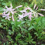 Nerine bowdenii