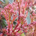 Photinia fraseri 'Red Robin'