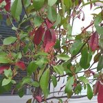 Photinia fraseri 'Red Robin'