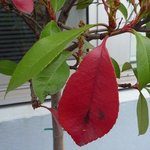 Photinia fraseri 'Red Robin'