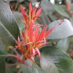 Photinia fraseri 'Red Robin'