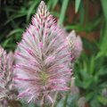 Ptilotus exaltatus 'Joey'