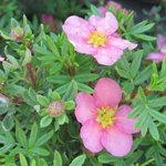 Potentille fruticosa 'Pink Beauty' - Potentilla