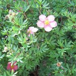 Potentille fruticosa 'Pink Beauty' - Potentilla