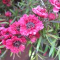 Leptospermum scoparium - Myrte de Nouvelle Zélande