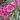 Leptospermum scoparium - Myrte de Nouvelle Zélande