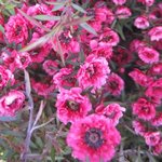 Leptospermum scoparium - Myrte de Nouvelle Zélande