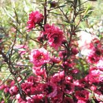 Leptospermum scoparium - Myrte de Nouvelle Zélande