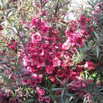 Leptospermum scoparium - Myrte de Nouvelle Zélande