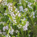 Diosma pulchella