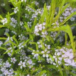 Diosma pulchella