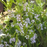 Diosma pulchella